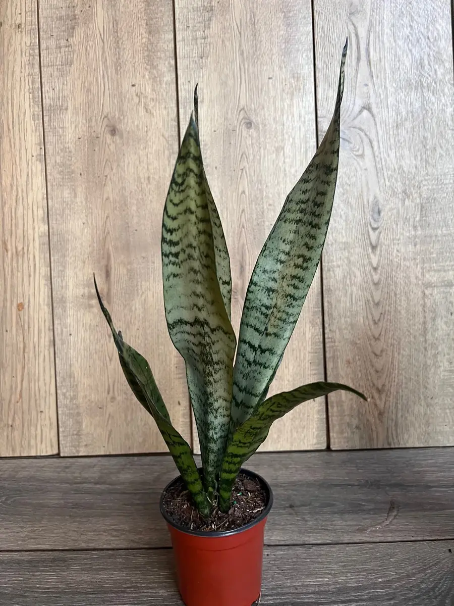Sansevieria Zeylanica Snake Plant – Live Indoor Houseplant – 4 inch Pot - Image 5