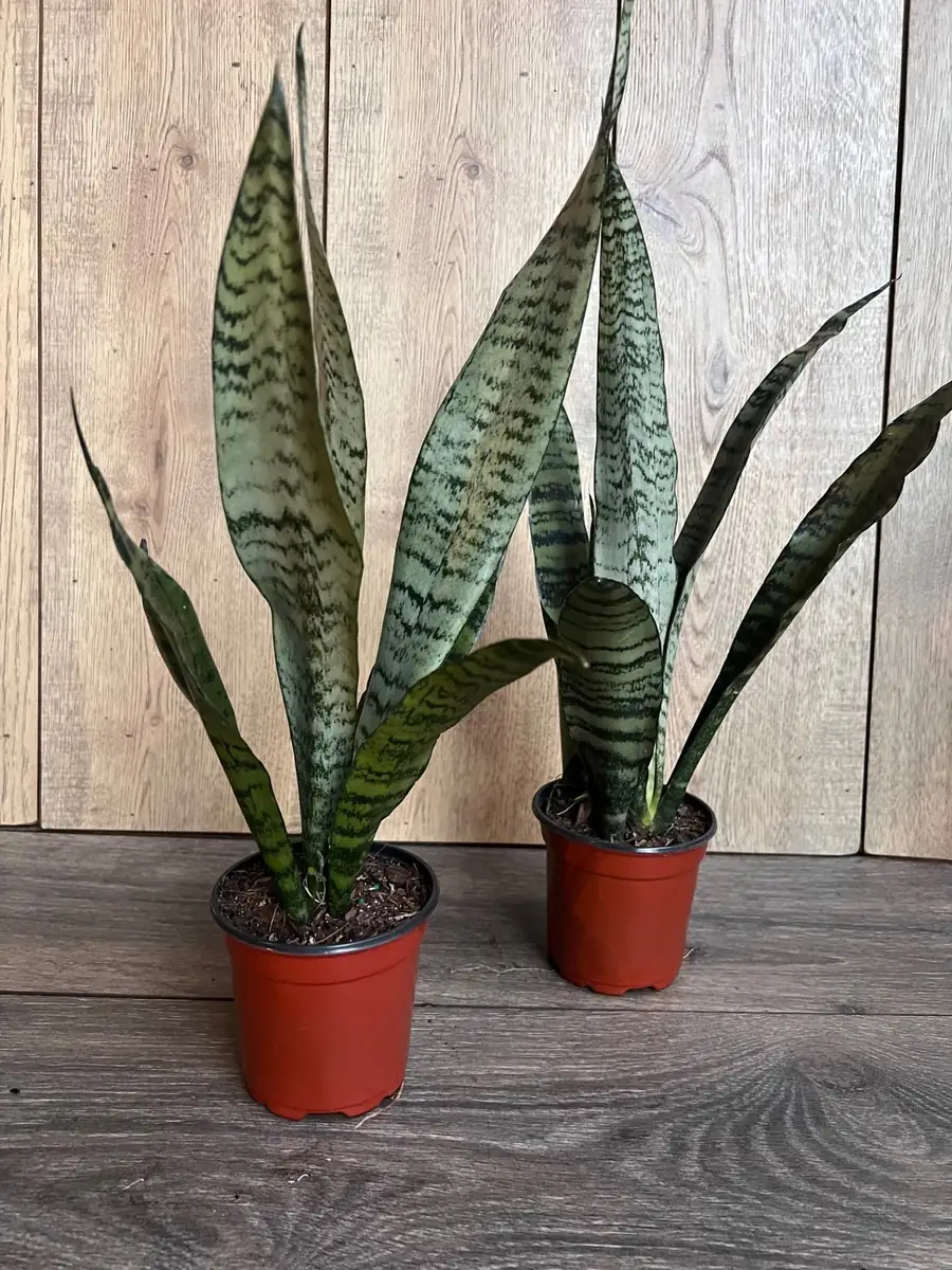 Sansevieria Zeylanica Snake Plant – Live Indoor Houseplant – 4 inch Pot - Image 6