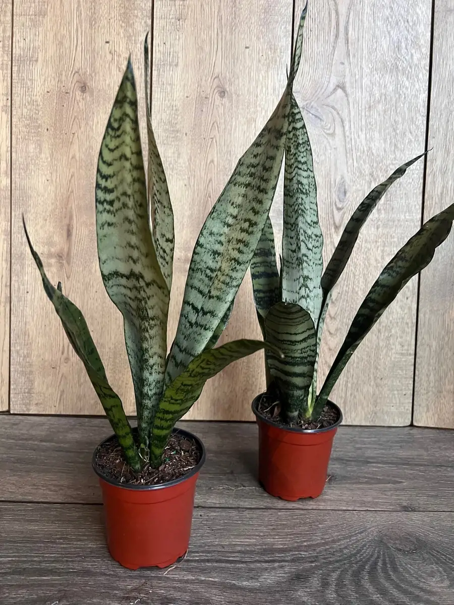 Sansevieria Zeylanica Snake Plant – Live Indoor Houseplant – 4 inch Pot - Image 8