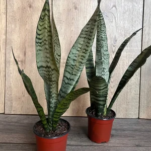 Sansevieria Zeylanica Snake Plant – Live Indoor Houseplant – 4 inch Pot - Image 9