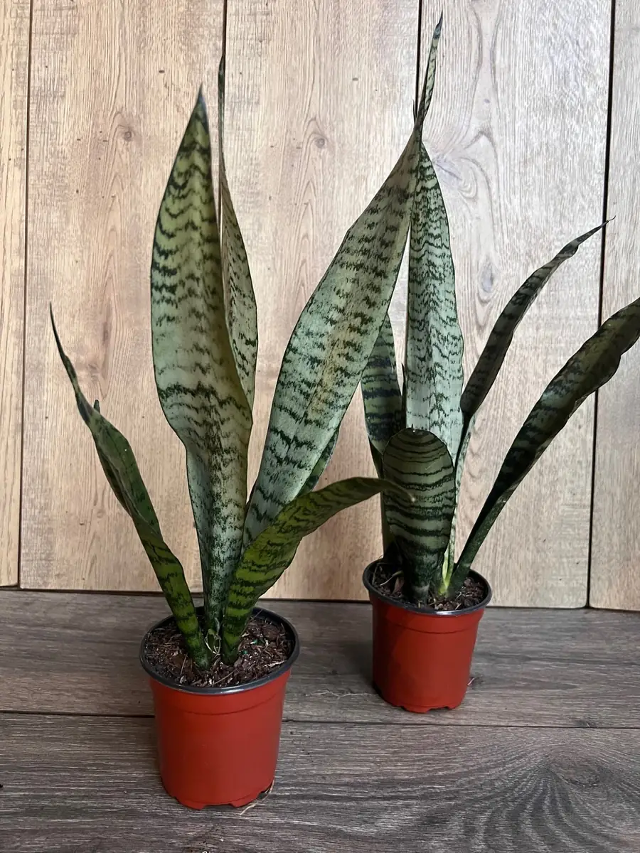 Sansevieria Zeylanica Snake Plant – Live Indoor Houseplant – 4 inch Pot - Image 9