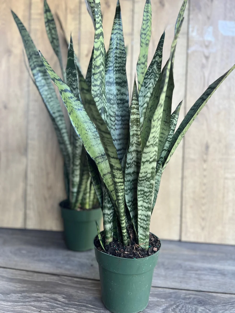 Sansevieria Zeylanica Snake Plant – Live Indoor Houseplant – 4 inch Pot - Image 1