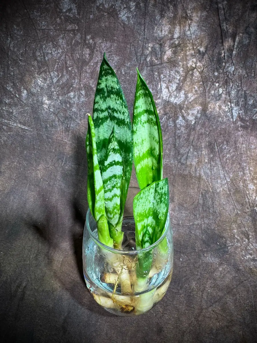 Sansevieria Zeylanica Snake Plant Live Plant – 2 inch Starter Cut – Indoor Air Purifier - Image 3