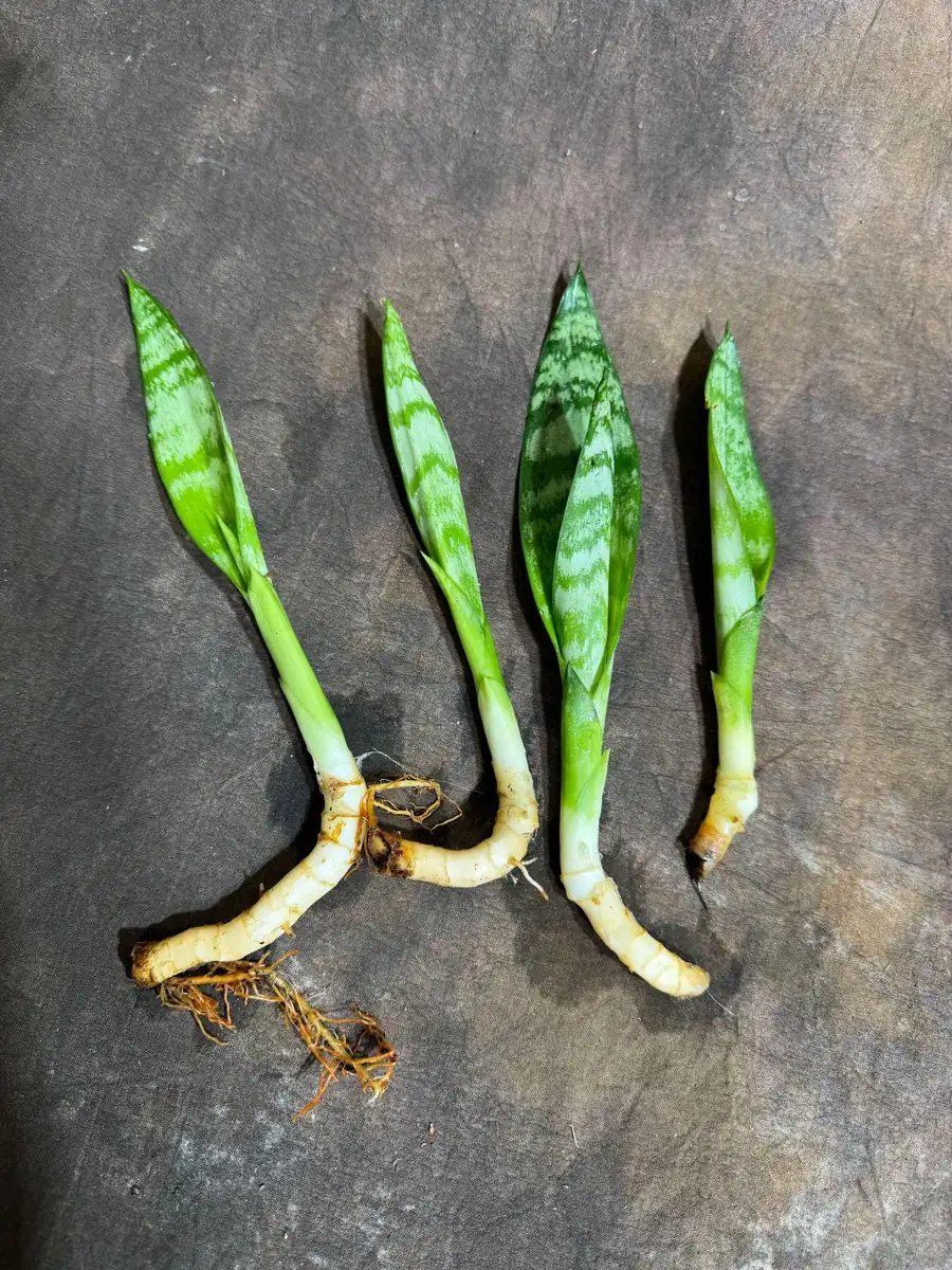 Sansevieria Zeylanica Snake Plant Live Plant – 2 inch Starter Cut – Indoor Air Purifier - Image 4