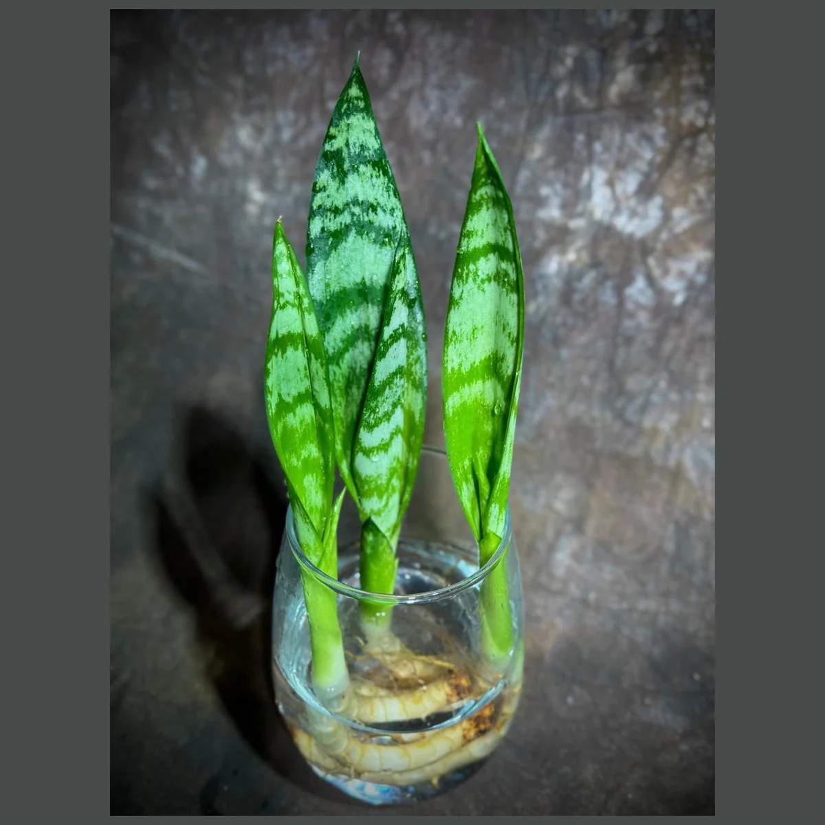 Sansevieria Zeylanica Snake Plant Live Plant – 2 inch Starter Cut – Indoor Air Purifier - Image 1