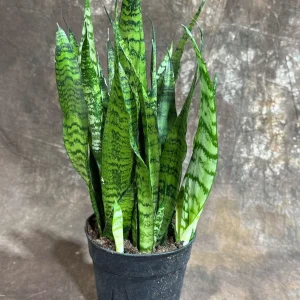 Sansevieria Zeylanica Snake Plant Live Plant – 6 inch Pot – Indoor Air Purifier - Image 3