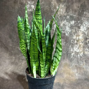 Sansevieria Zeylanica Snake Plant Live Plant – 6 inch Pot – Indoor Air Purifier - Image 4