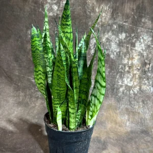 Sansevieria Zeylanica Snake Plant Live Plant – 6 inch Pot – Indoor Air Purifier - Image 5
