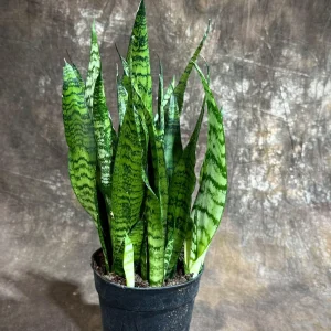 Sansevieria Zeylanica Snake Plant Live Plant – 6 inch Pot – Indoor Air Purifier - Image 6