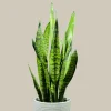 Sansevieria Zeylanica Snake Plant Live Plant - Indoor Air Purifier - Image 1