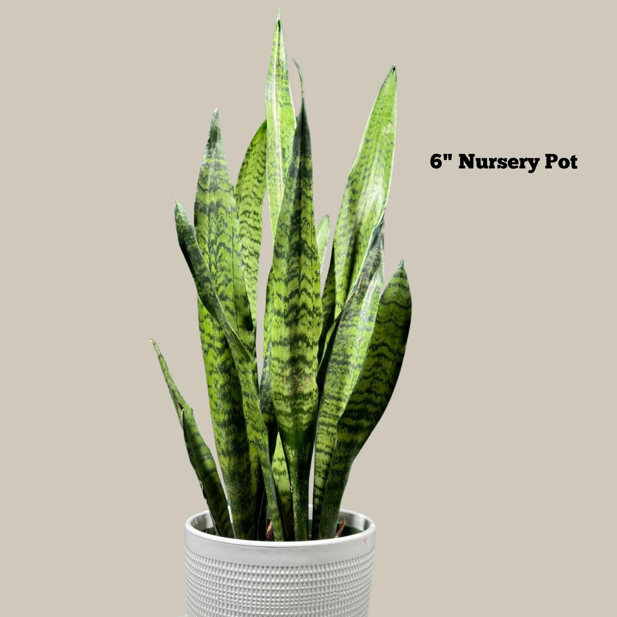 Sansevieria Zeylanica Snake Plant Live Plant - Indoor Air Purifier - Image 2
