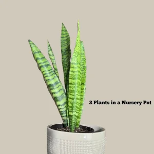 Sansevieria Zeylanica Snake Plant Live Plant - Indoor Air Purifier - Image 3