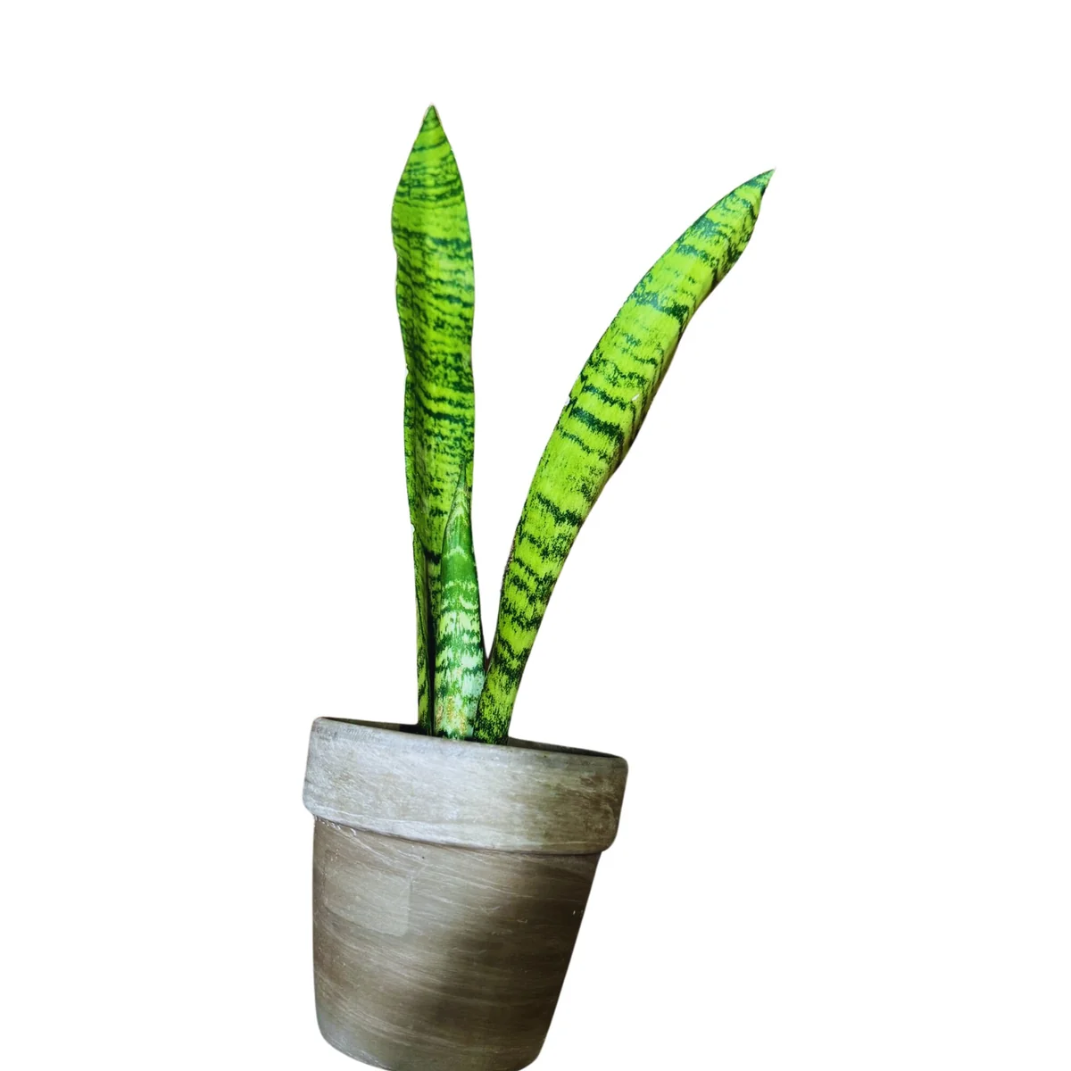 Sansevieria Zeylanica Snake Plant Live Plant - Indoor Air Purifier - Image 5