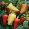 Santa Fe Grande Hot Pepper Seeds - Organic Yellow Chili - Edible & Flowering - Image 1