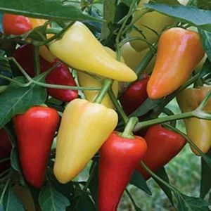 Santa Fe Grande Hot Pepper Seeds - Organic Yellow Chili - Edible & Flowering - Image 1