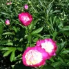 Santa Fe Peony Bareroot - Hot Pink Flowers, 2-3 Eye, Zone 4-8, 30-36" Tall - Image 1