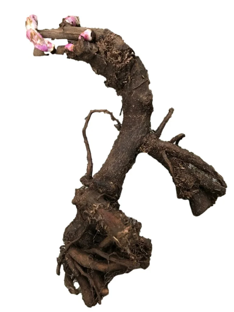 Santa Fe Peony Bareroot - Hot Pink Flowers, 2-3 Eye, Zone 4-8, 30-36" Tall - Image 2