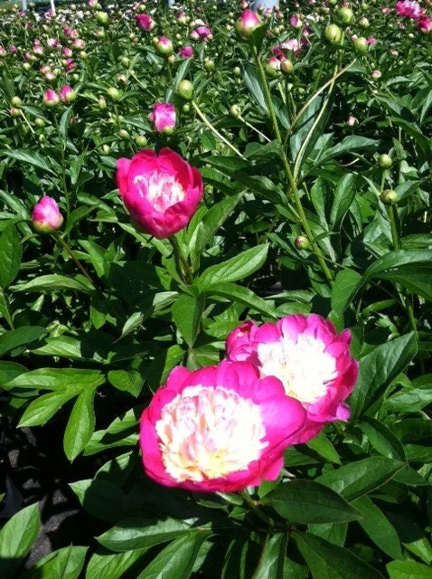 Santa Fe Peony Bareroot - Hot Pink Flowers, 2-3 Eye, Zone 4-8, 30-36" Tall - Image 1