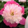 Santa Fey Peony Bareroot - 2-3 Eye, Deep Pink Flowers, 30-36" Tall - Image 1
