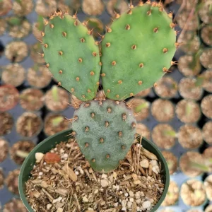 Santa Rita Purple Prickly Pear Cactus Live Plant - Opuntia Santa Rita Succulent - Image 10