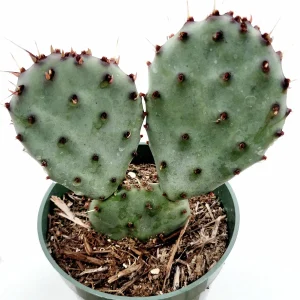 Santa Rita Purple Prickly Pear Cactus Live Plant - Opuntia Santa Rita Succulent - Image 3