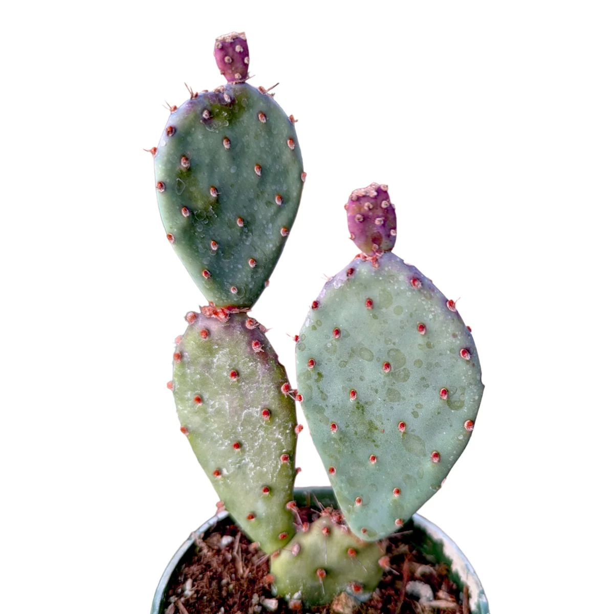 Santa Rita Purple Prickly Pear Cactus Live Plant - Opuntia Santa Rita Succulent - Image 5