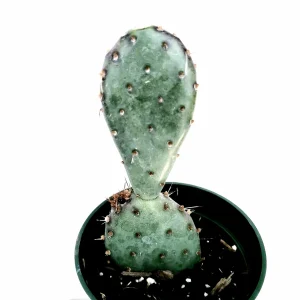 Santa Rita Purple Prickly Pear Cactus Live Plant - Opuntia Santa Rita Succulent - Image 7