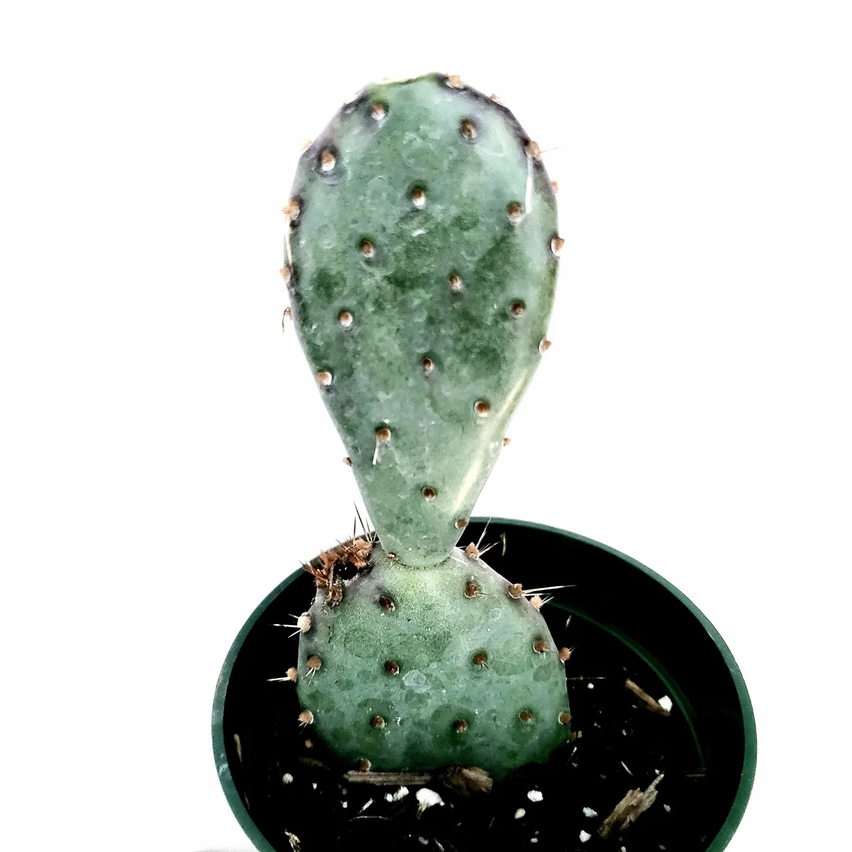 Santa Rita Purple Prickly Pear Cactus Live Plant - Opuntia Santa Rita Succulent - Image 7