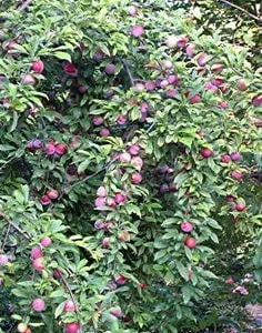 Santa Rosa Plum Tree Bare-Root - Self-Pollinating Fruit Tree - Image 4