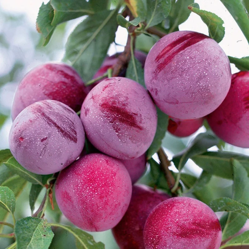 Santa Rosa Plum Tree Live Plant – 2 Feet Tall – Ships in 3 Gallon Pot – Outdoor Fruit Tree - Image 1