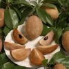 Sapodilla Live Plant – 2 to 3 Feet Tall – Ship in 3 Gallon Pot – Fruit Tree - Image 1