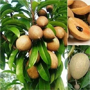 Sapodilla Manilkara Zapota Live Fruit Plant – 6-10 inch Tropical Nispero Tree - Image 1