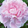 Sarah Bernhardt Peony Bareroot Live Plant - 2-3 Eye - Double Pink Blooms - Outdoor - Image 1