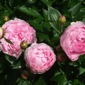 Sarah Bernhardt Peony Bareroot Live Plant - 2-3 Eye - Double Pink Blooms - Outdoor - Image 3