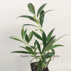 Sarcococca hookeriana var. humilis Sweetbox Live Plant – Evergreen Shrub, Fragrant Flowers, 4-8 inches tall - Image 1