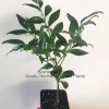 Sarcococca Ruscifolia Live Plant - Fragrant Sweetbox Shrub - 4-8 inches Tall, Potted - Image 1