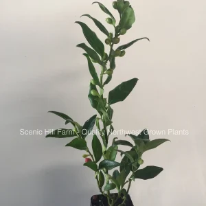 Sarcococca Ruscifolia Live Plant - Fragrant Sweetbox Shrub - 4-8 inches Tall, Potted - Image 2
