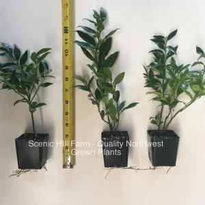 Sarcococca Ruscifolia Live Plant - Fragrant Sweetbox Shrub - 4-8 inches Tall, Potted - Image 3