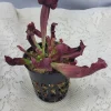 Sarracenia Catesbaei Pitcher Plant - Live Carnivorous Plant, 3.75 inch pot, Indoor - Image 1