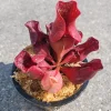 Sarracenia Purpurea Venosa Purple Pitcher Plant - Carnivorous Live Plant - 3.75 inch Pot - Image 1