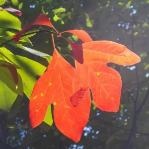 Sassafras Live Plant – Quart Pot – Aromatic Deciduous Tree – Outdoor - Image 1