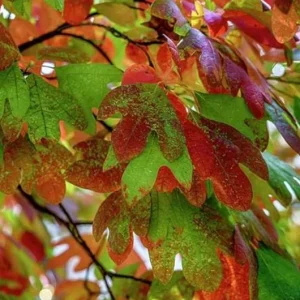 Sassafras Live Plant – Quart Pot – Aromatic Deciduous Tree – Outdoor - Image 3