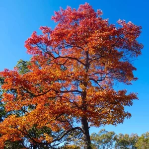 Sassafras Live Plant – Quart Pot – Aromatic Deciduous Tree – Outdoor - Image 4