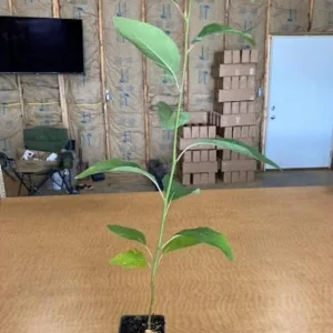 Sassafras Live Plant – Quart Pot – Aromatic Deciduous Tree – Outdoor - Image 5