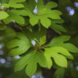 Sassafras Live Plant – Quart Pot – Aromatic Deciduous Tree – Outdoor - Image 7