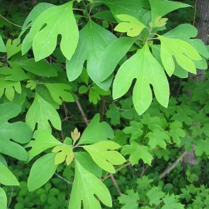 Sassafras Tree Bare-Root Plant - Sassafras Albidum - Deciduous, Aromatic - Image 2