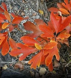 Sassafras Tree Seedlings - 2 Bare Root Plants 1-2 ft Tall - Outdoor Native Tree - Image 2