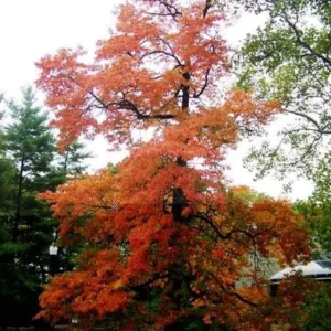 Sassafras Tree Seedlings - 2 Bare Root Plants 1-2 ft Tall - Outdoor Native Tree - Image 1