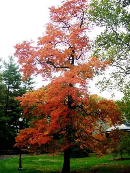 Sassafras Tree Seedlings - 2 Bare Root Plants 1-2 ft Tall - Outdoor Native Tree - Image 1