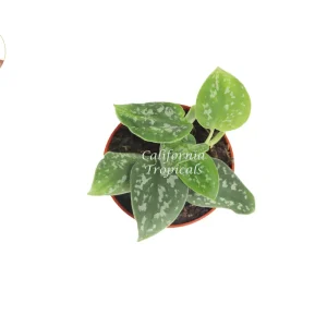 Satin Pothos Live Plant - 4 inch Pot - Scindapsus Pictus Houseplant - Image 2